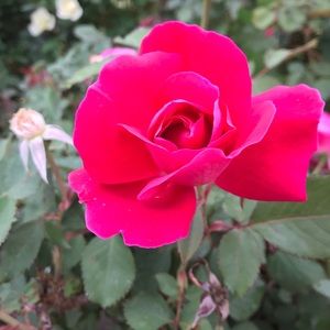 Meet your Posher, Harley